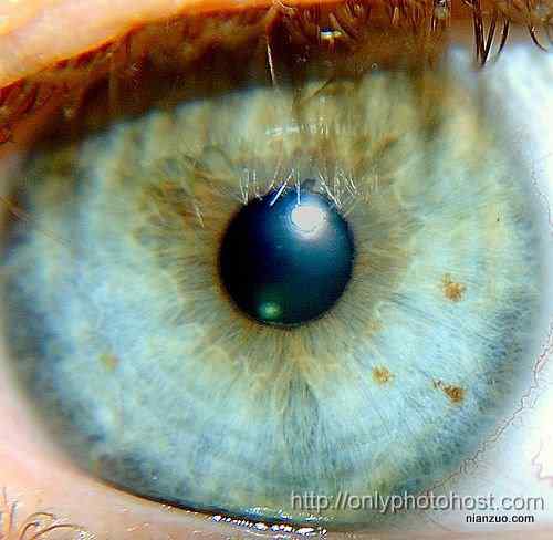 [组图]欣赏动物的眼睛
