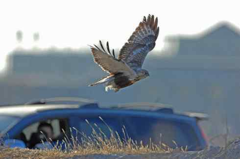 遨游天空 毛脚狂奔放飞翔