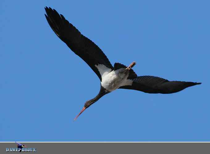蓝天鹳影 蓝天鹳影
