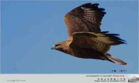 鸟中豪豹大鵟 鸟中豪豹大鵟