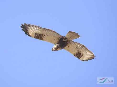 鵟的百变羽色——浅灰型