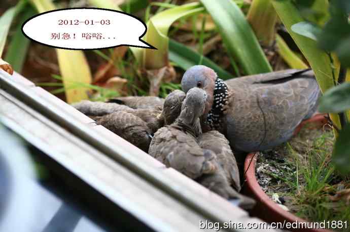 珠颈斑鸠育儿记