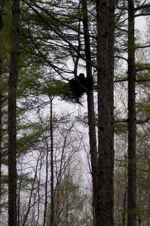 [组图]乌林鸮 Great Grey Owl的巢