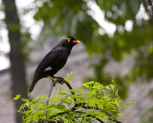 春天鸟儿在歌舞