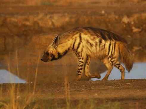 狈：传说的兽原型探秘（鬣狗）