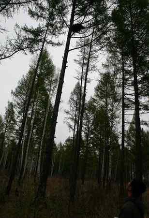 图说乌林枭的栖息环境