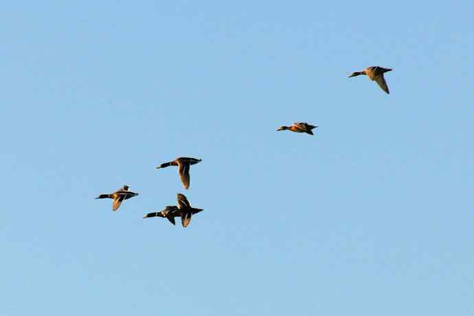 美丽的野鸭湖 美丽的野鸭湖