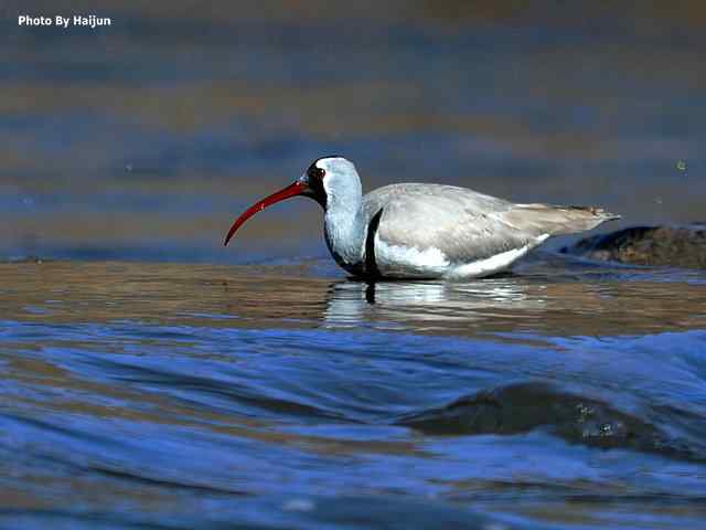峡谷中观赏百态鹮嘴鹬
