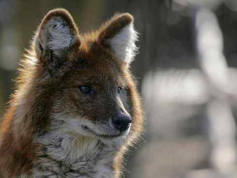 狈：传说的兽原型探秘（豺）