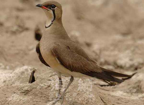 世界著名鸟类——水鸟