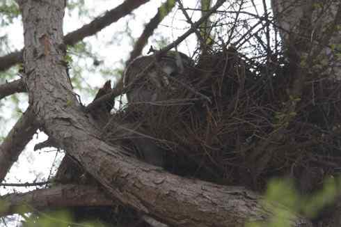 [组图]乌林枭妈妈