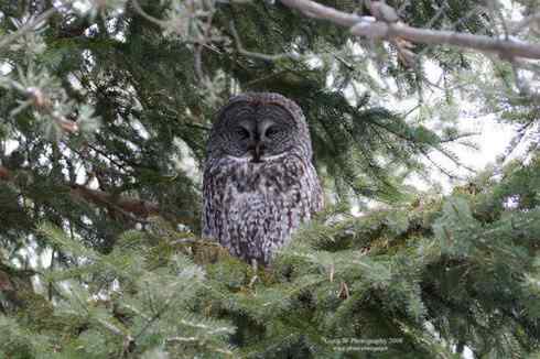 各种猫头鹰的面盘 各种猫头鹰的面盘