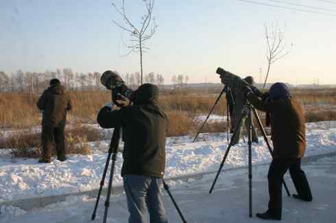 大炮对准大庆猛鸮