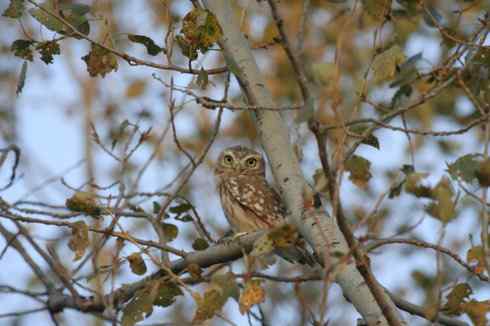 纵纹腹小鸮 VS 猛鸮 纵纹腹小鸮 VS 猛鸮
