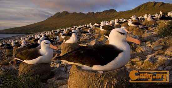 [组图]沃尔夫(Wolfe)动物摄影艺术精选