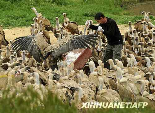 西班牙退休海员爱大鸟 二十年喂食秃鹫