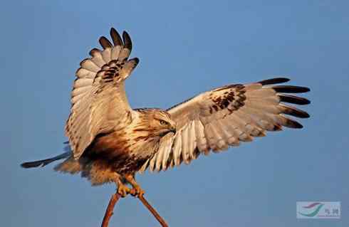 黄昏中的毛脚狂