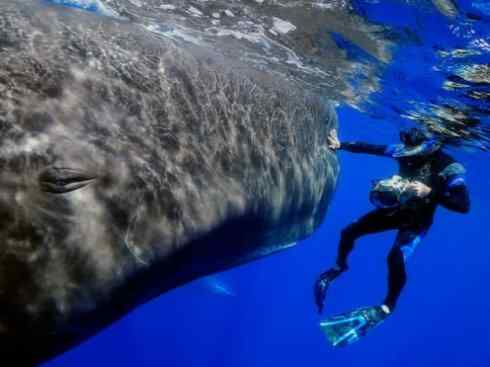 自然奇观：动物大迁徙(齿鲸类)