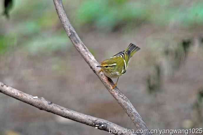 黄眉柳莺（26）