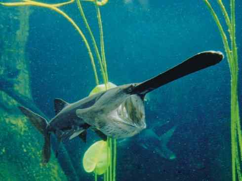 鱼类活化石：匙吻鲟科