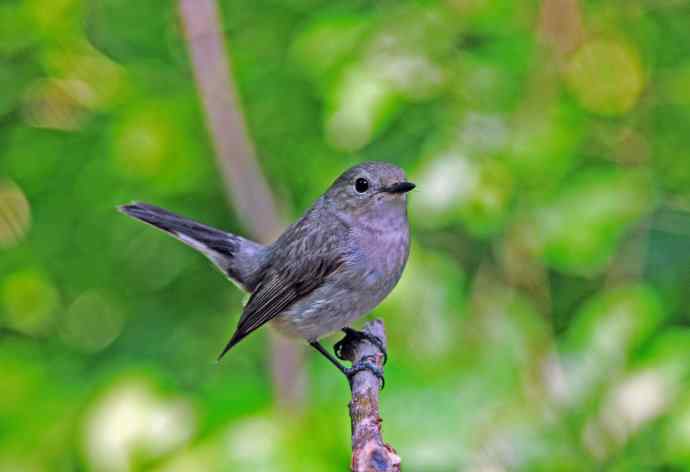 雌性白眉姬鹟（亚成鸟）