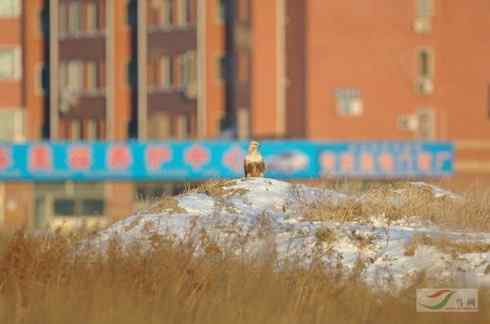 观鸟摄影之趣——人与鵟