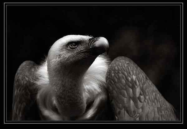 动物世界图片(下) 动物世界图片(下)