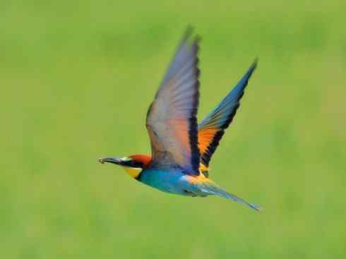 绝色攀禽：佛法僧目之蜂虎3