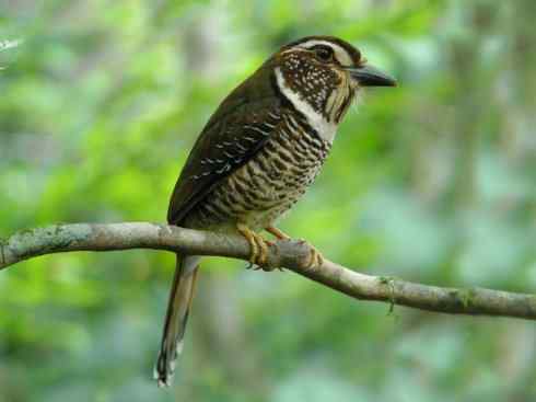 绝色攀禽：佛法僧目之地鴗