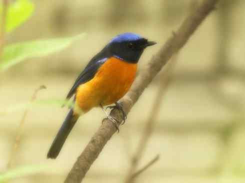 家禽驯化之源之二十七