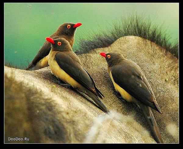 动物世界图片(上)