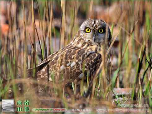 短耳鸮 Asio flammeus