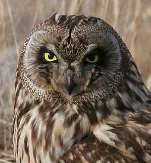 各种猫头鹰的面盘 各种猫头鹰的面盘