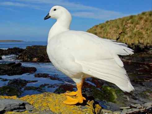 犬科：狐亚科伪狐属之高地狐、河狐、秘鲁狐