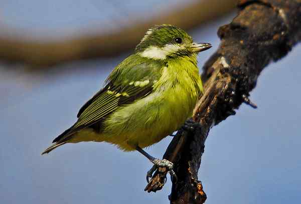 北京植物园赏鸟（三），黄腹山雀（组图）