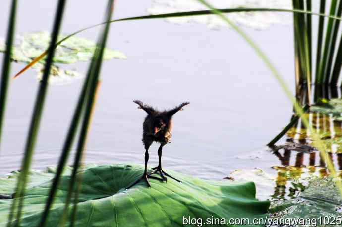 小小黑水鸡 小小黑水鸡