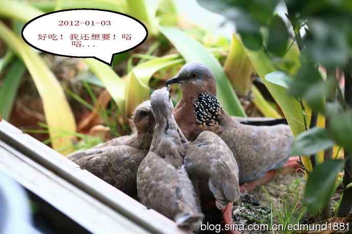 珠颈斑鸠育儿记