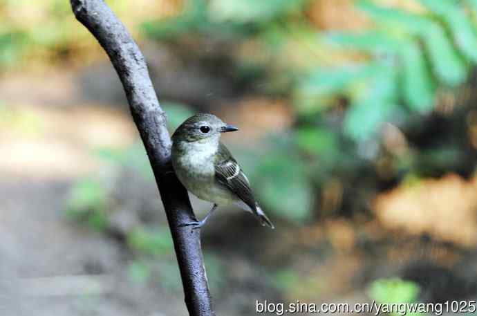 雌性白眉姬鹟（10）