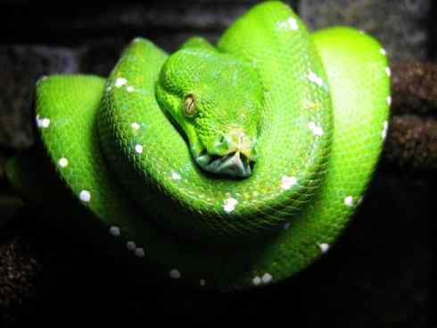 龙:传说的兽原型探秘(树蟒类) 龙:传说的兽原型探秘(树蟒类)