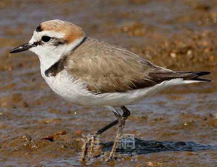 世界著名鸟类——水鸟