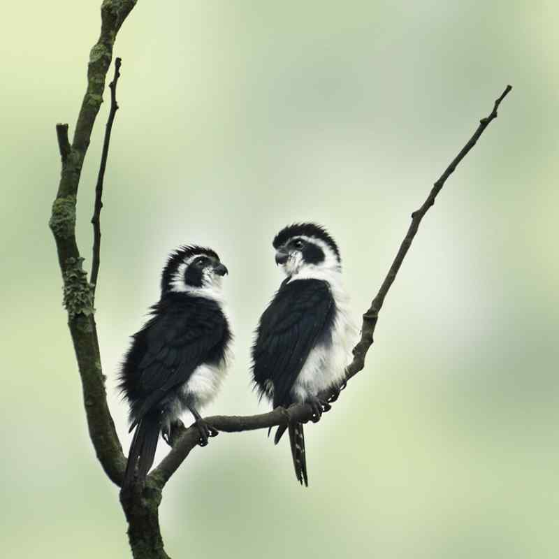 可爱至极的熊猫鸟