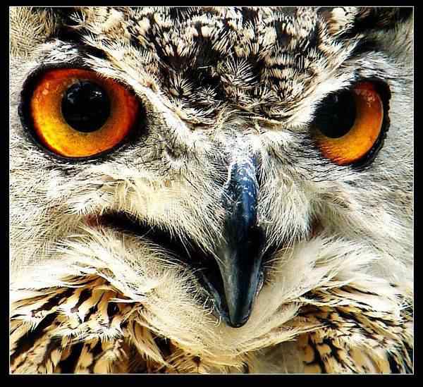 动物世界图片(上)