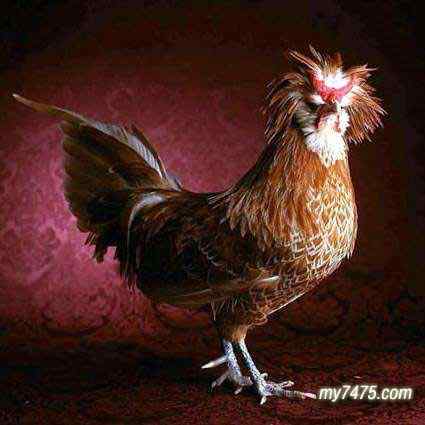 酷酷的宠物鸡图片