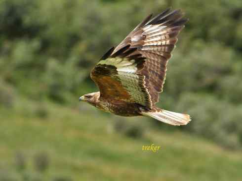 鸟中豪豹大鵟 鸟中豪豹大鵟