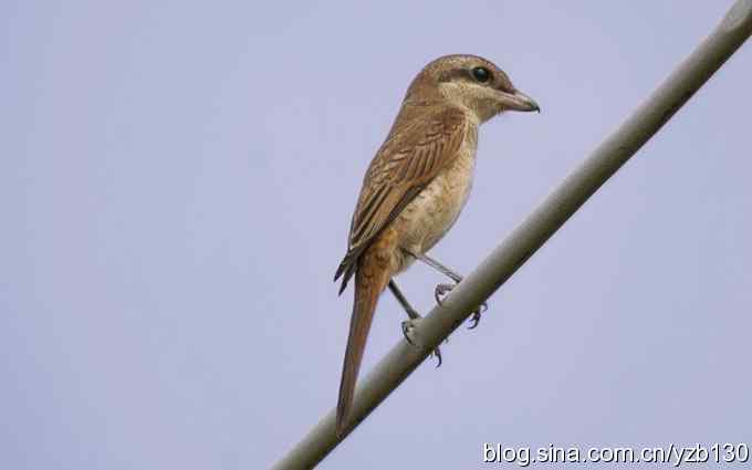 七里海周边“方舟公园”打鸟
