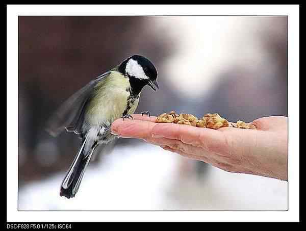动物世界图片(下) 动物世界图片(下)