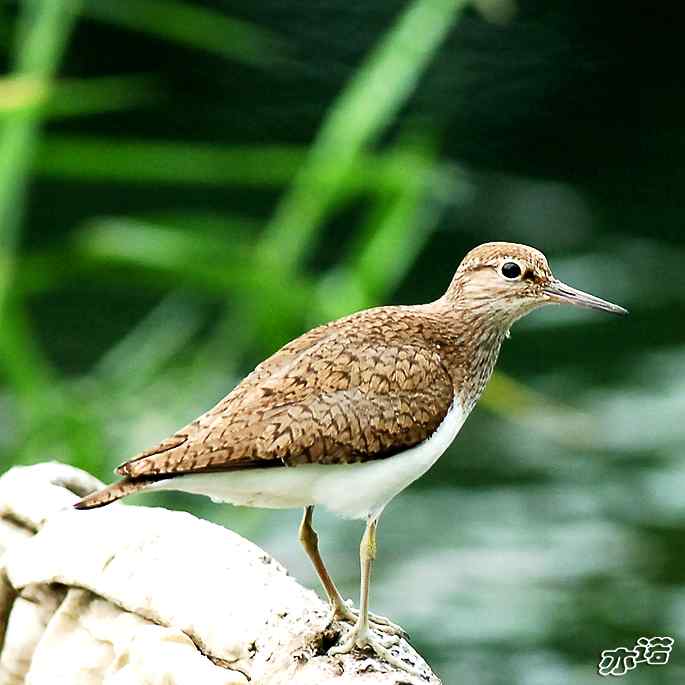 圆明园拍鸟——白腰草鹬和矶鹬