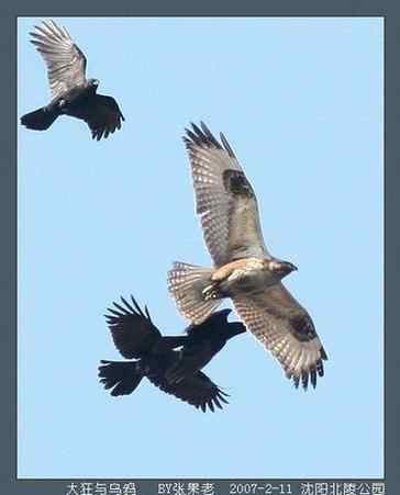 鸟中豪豹大鵟 鸟中豪豹大鵟