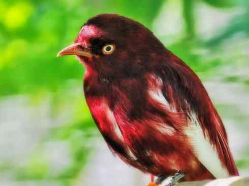 极品红色鸟类：深红紫伞鸟