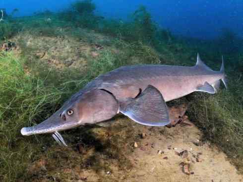 鱼类活化石:中华鲟 鱼类活化石:中华鲟